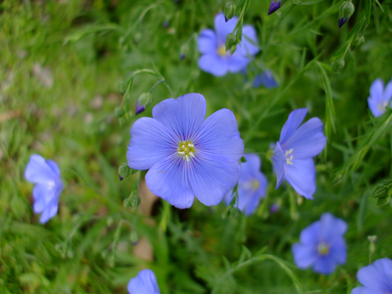 Linum lewisii